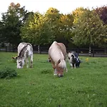 Hébergement de vacances Alensgrove Maisonette D *